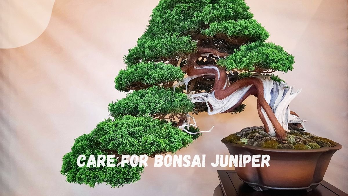 Juniper Bonsai: A Complete Care Guide