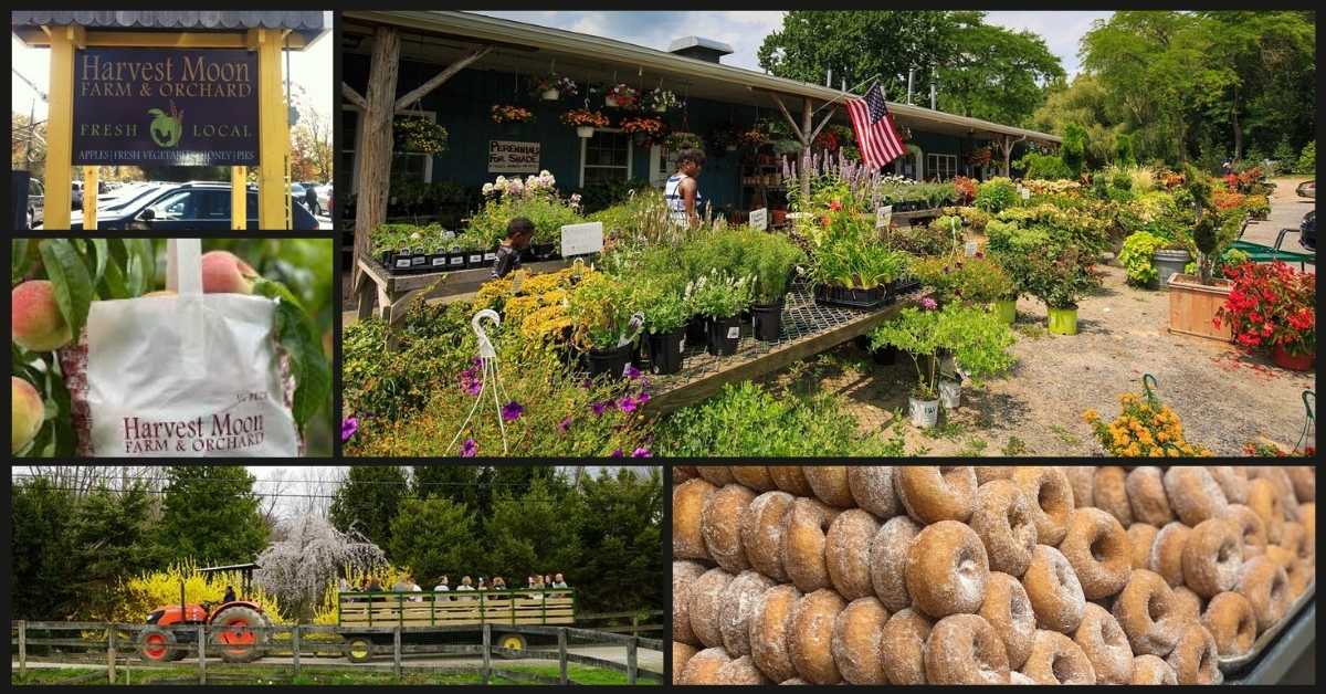 Harvest Moon Farm & Orchard: Find Fresh Cider and Fun!