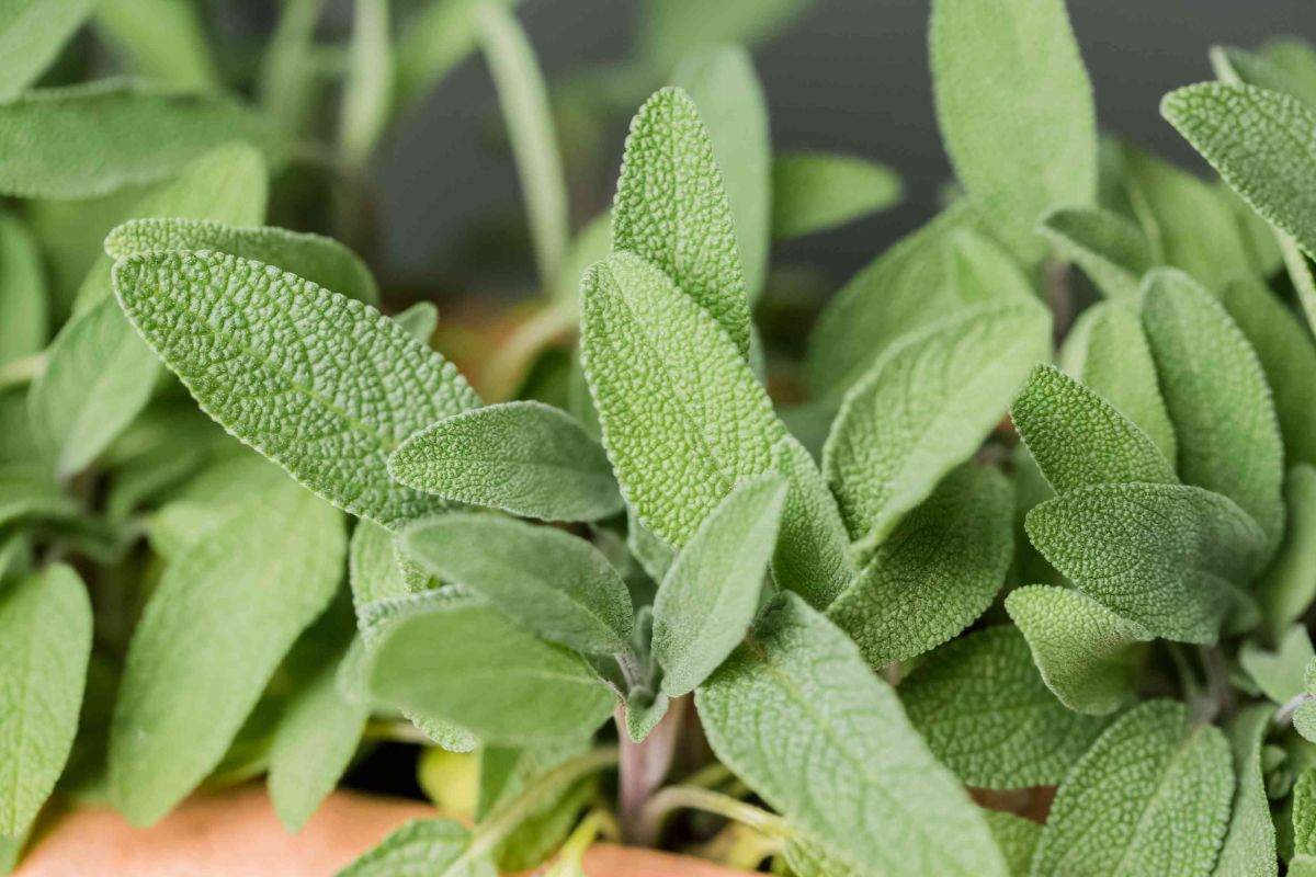 Discover How To Propagate Sage for a Thriving Herb Collection