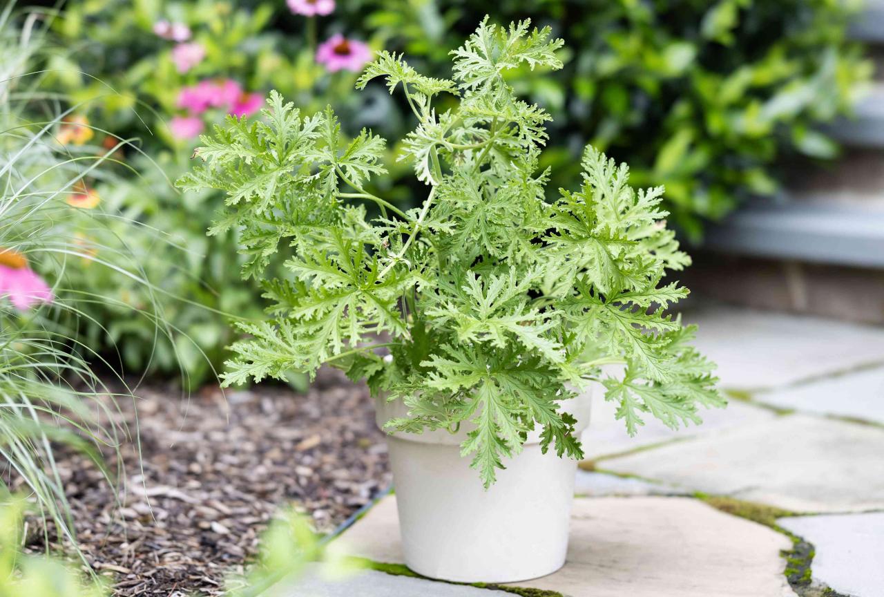 Grow Lush Citronella: The Best Practices for a Powerful Herb