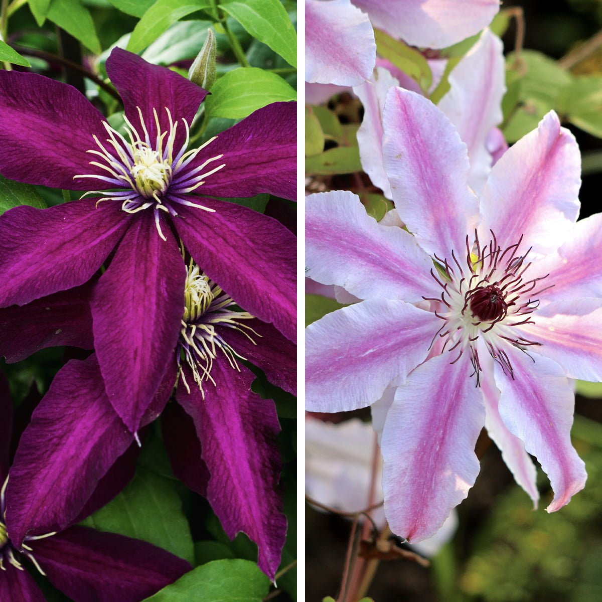 The Complete Guide to Expanding Your Clematis Collection