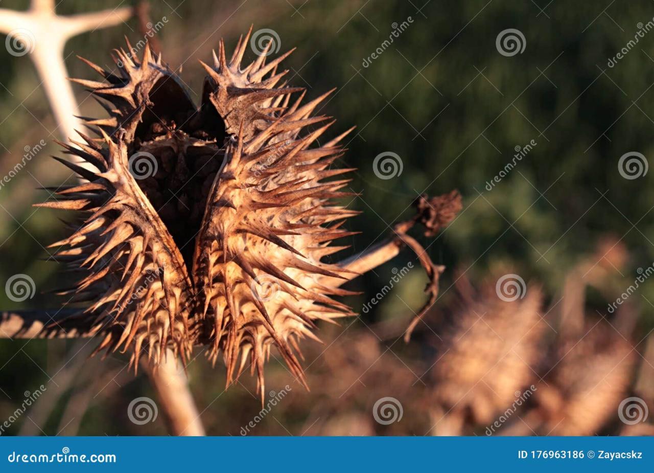 Discover How Spiky Seeds Shape Ecosystems and Biodiversity