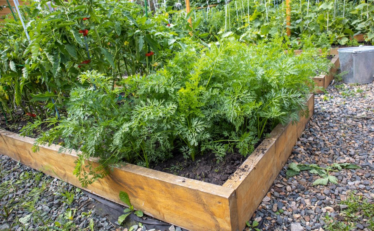 Common Planting Mistakes in Raised Beds