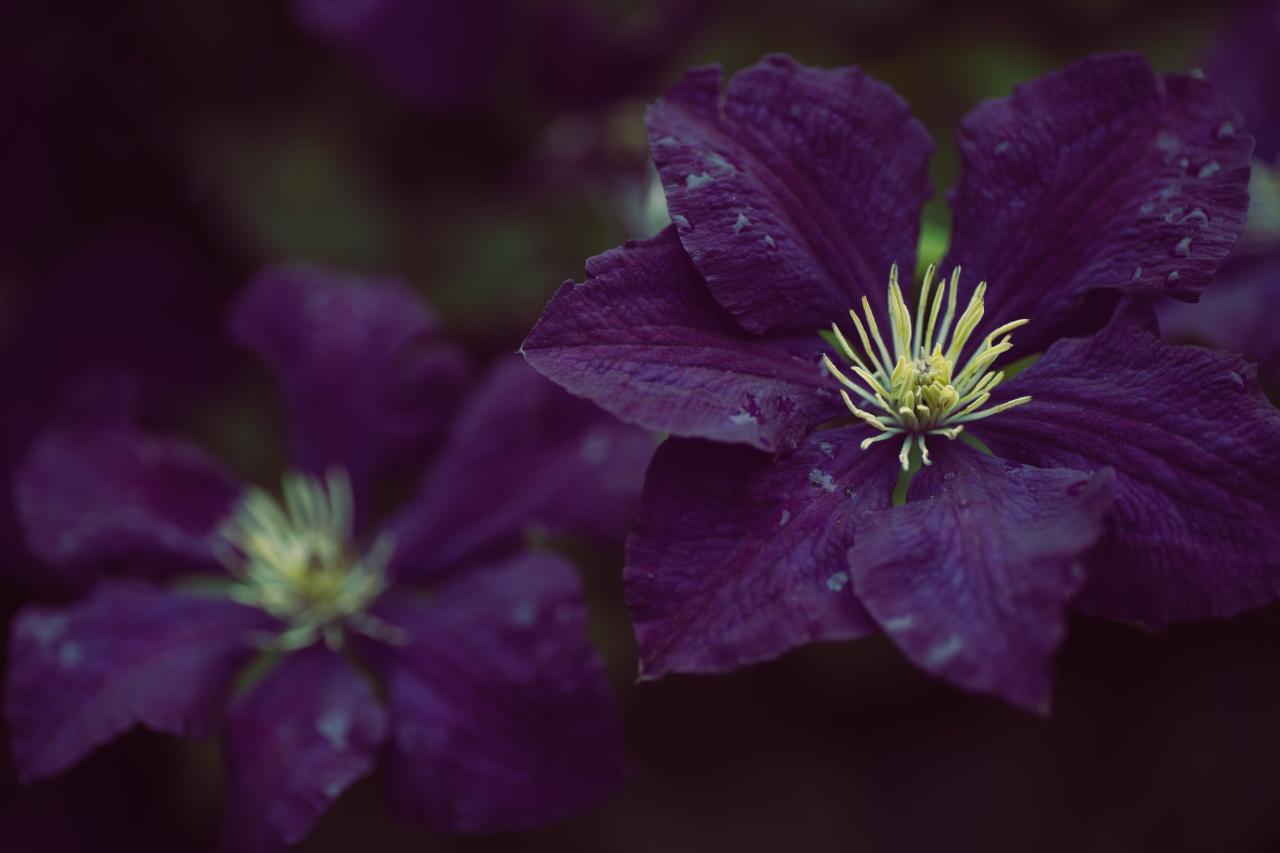 The Complete Guide to Expanding Your Clematis Collection