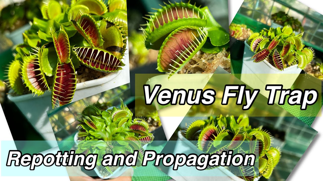 Can You Propagate a Venus Fly Trap? Heres How to Get Started