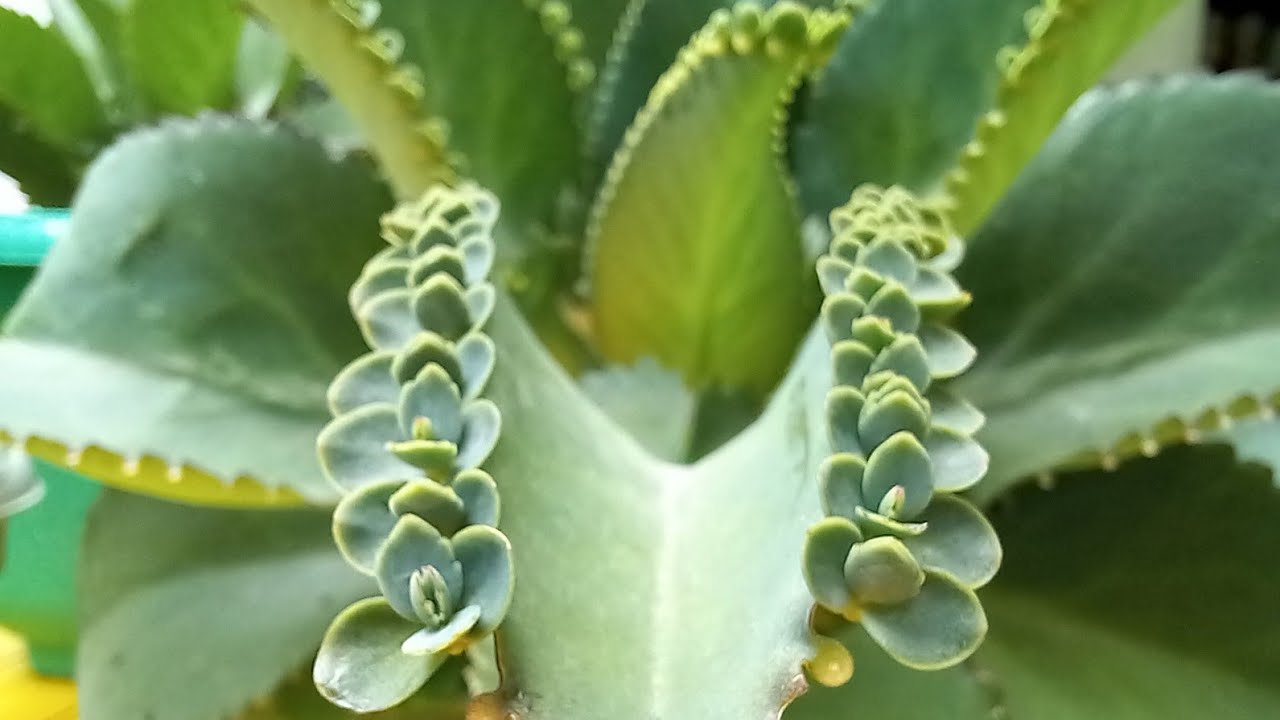 Expand Your Garden with Mother of Thousands: Propagation Tips and Tricks