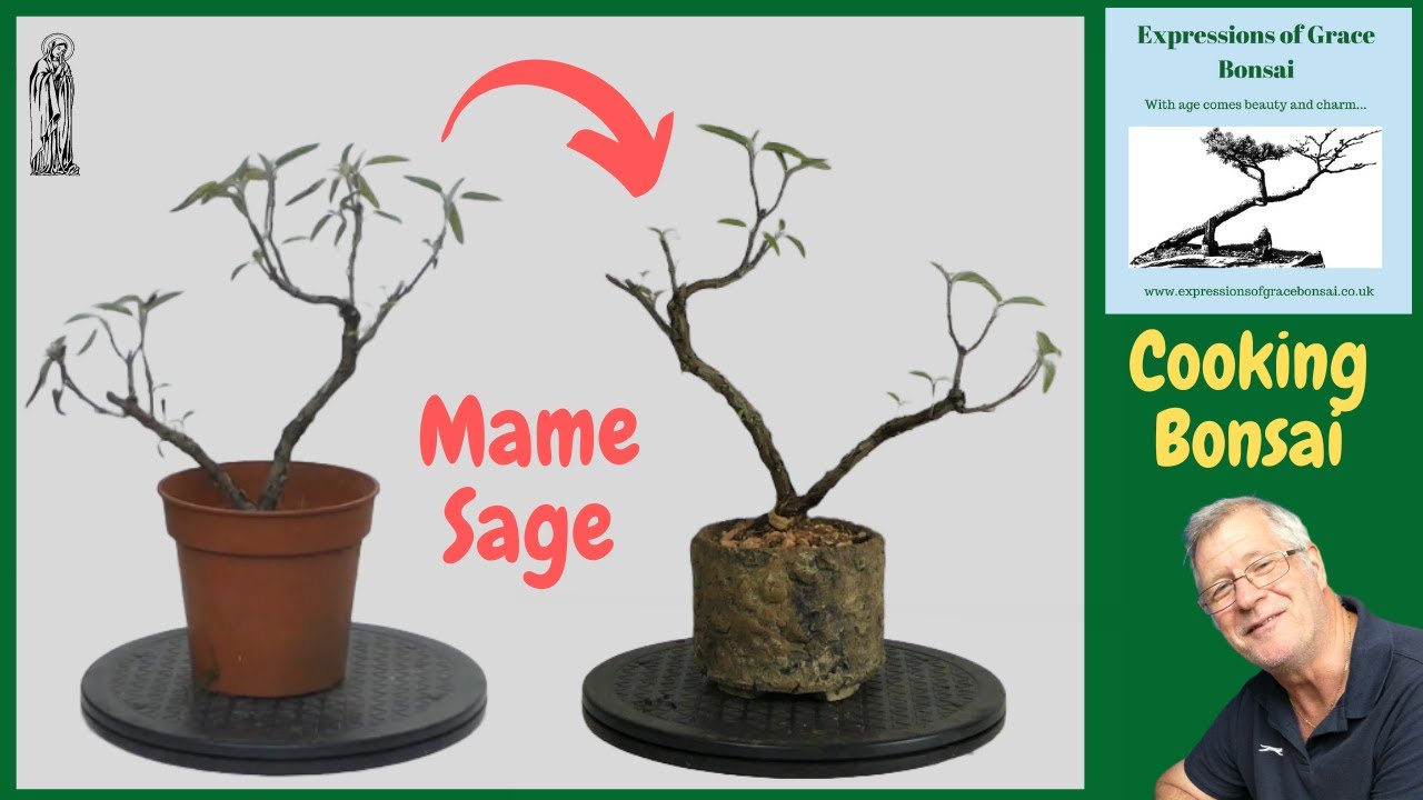 Discover How To Propagate Sage for a Thriving Herb Collection