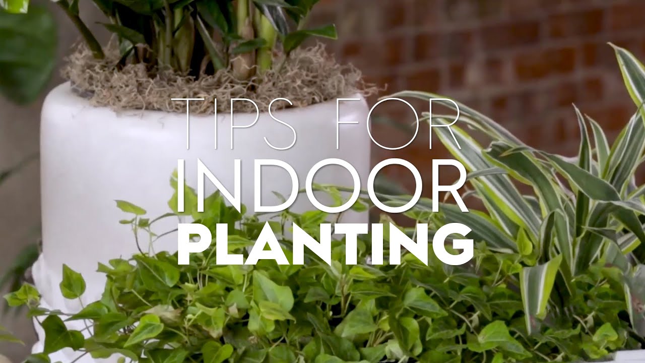 How to Pair Common Houseplants for a Full Indoor Garden