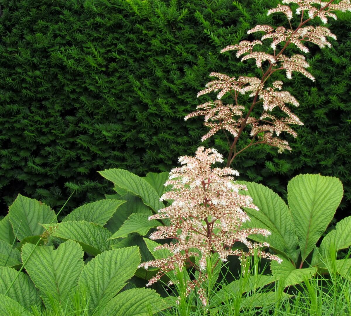 Rodgersia Plant Care Tips: How to Achieve Lush Growth