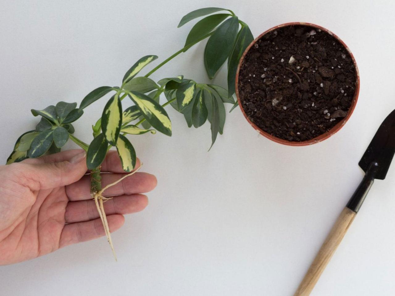 Master Schefflera Propagation for a Thriving Garden