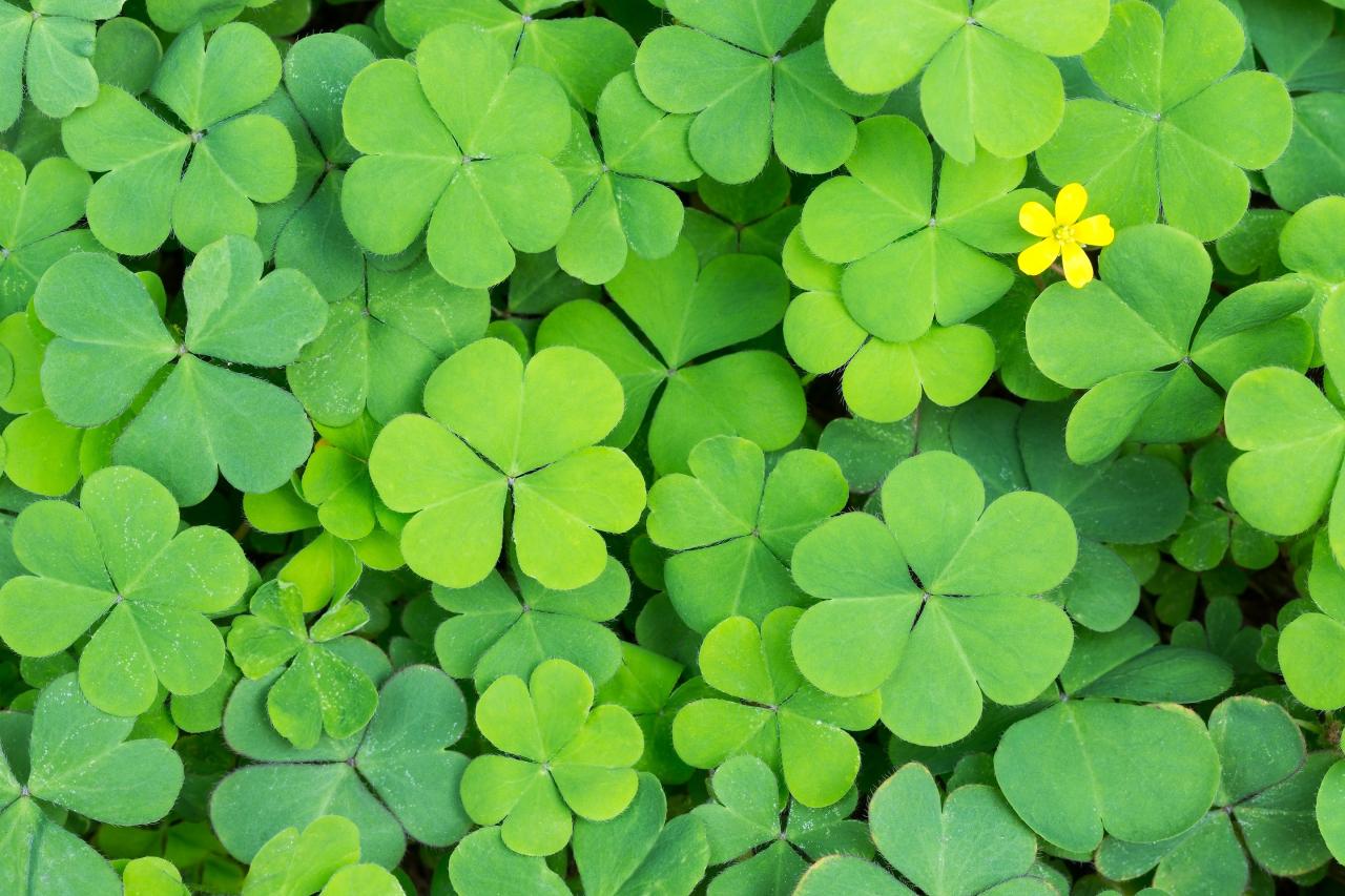 The Best Practices for Cultivating Four Leaf Clovers Successfully