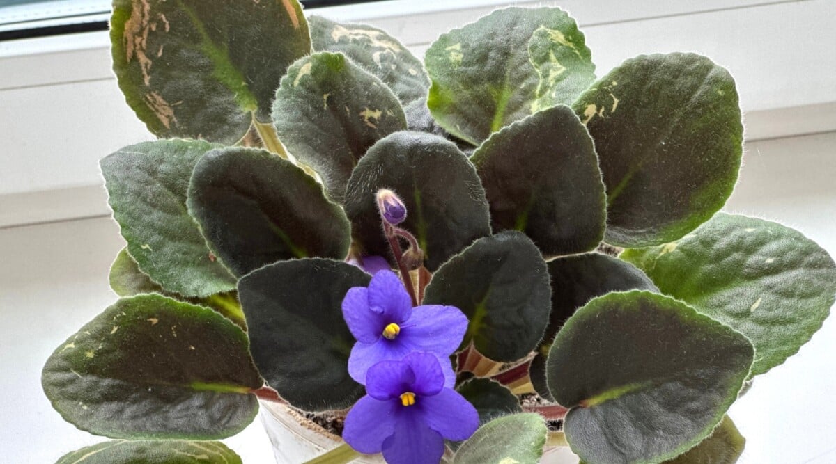 How to Multiply African Violets in 5 Simple Steps